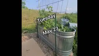 Progress: Stock Tank Garden, Cabbage, Peas, Tomatoes, and Water Jugs