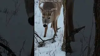White-tailed buck with winter twig treat! [XXXII]  #deer #venados #whitetaildeer #buck #ciervo
