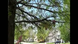 Tree Thinning and Air Flow Tips