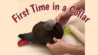 Einstein reacting to a collar for the first time