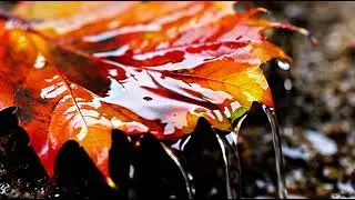 Gentle Thunderstorm Sounds | Autumn Rain & Soft Water Flow for Deep Sleep (8 Hours)