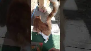 Большой оранжевый кот ест еду