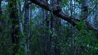 Boreal Forest at Night. Field recording. Relaxing. Frogs. Sound Devices MixPre3 II & LOM Usi Pro.