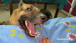 #hunter visiting my toom#germanshepheard#playtime#cuteness#nomusic#realvoices#fromassam#showsomeluv