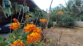 Um tuor na casa da Lili e replante de samambaia chorando