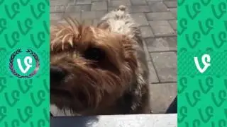 Funniest Animal Vine Compilation Of April 2016
