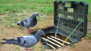 Easy Unique Quick Bird Trap Make From Electric Box Drill & Wood - How To Make Easy Bird Trap