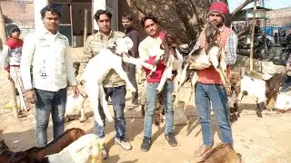 4500₹ में खरीदें बरेली देवचरा बाजार Devcara barelliy Bakra mandi goat farming kids Indiaसिरोही अलवरी