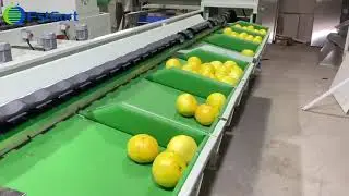 Grapefruit sorting machine