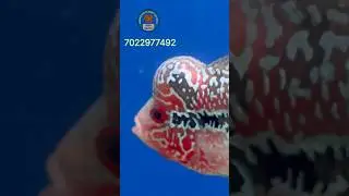 🔥headpop flowerhorn and affordable price in Bangalore #rybaaquatics #tealover #srd