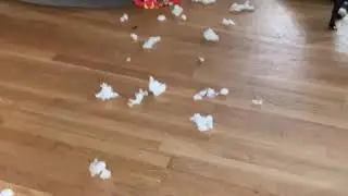 This Pit bull is better known as the DESTROYER ....