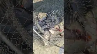 Fishing. Catch of fish. Риболовля. Улов #fish  #fishing #catch #рибалка #риба
