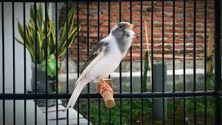 Most Popular Canary Singing - Perfect for Training and Relaxing Your Canary