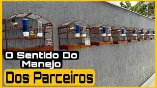 PARA QUE SERVE O MANEJO DOS PARCEIROS COLEIRO PAPA-CAPIM