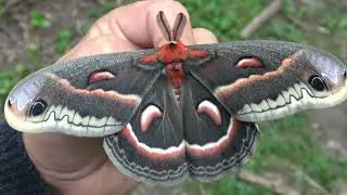 The ROBIN Moth; an American GIANT! Hyalophora cecropia
