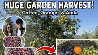 Real life in Village |couple harvesting fruit from kitchen garden| #fruit #couple #villagelife 