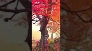 Relaxing Piano Music for Deep Calm 🎹 | Positive Vibes, Study Focus & Stress Relief