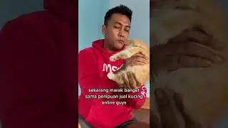 Tebak harga kucing persia lucu ini 😊