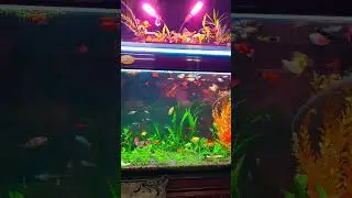 Best Aquarium Filter with Hydroponics / Crystal Clear Aquarium Water #trending #viral #shorts