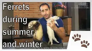 🐾 FERRETS: What happens to ferrets during summer and winter?
