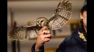Owl Migration Monitoring Program at Long Point Bird Observatory in Ontario Canada