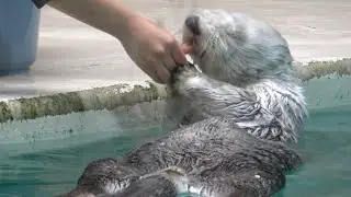 【ラッコ】メイキラおやつタイム