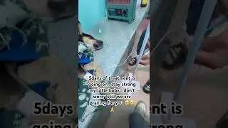 Day 5 of treatment&hellip; please pray for my baby 🙏🥺#dog #puppy #cutepet #love #rescue #emotionalstory