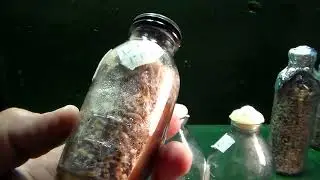 Мицелий шампиньона-движение к цели..