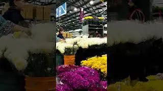 Sydney Flowers Market 💐🌻#shorts #explore