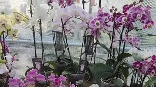 Exploring greenhouse