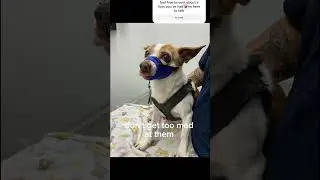 see description #loss #dogappreciation #dogloss