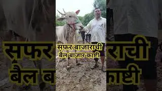 #safarbazarachi #bailbazar #bull