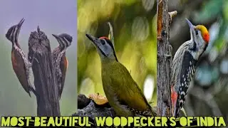 Most Beautiful Woodpecker's of India