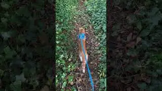 Cat outdoor leash walking zohe #catshorts #cat #trendingshorts #catonleash #leashwalking