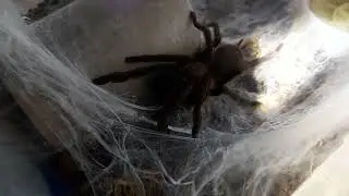 orphnaecus sp. maasin #localts