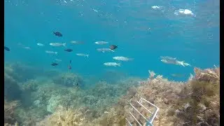Осенний ход лобана 2019 - UnderWater Hunting Spear Fishing # Mullet
