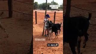 Козы нападают на Дэни🤪 #shortsvideo #funny #funnyvideo #humourboy #zoofun