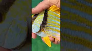 Porkfish release from long key bridge