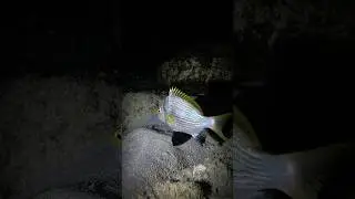 Two-banded Seabream (Diplodus vulgaris) | Persian Gulf Marine Life | Family Sparidae