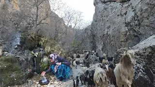Nomadic Life | Grazing Sheep in the Rocks and Hidden Springs of the Mountains