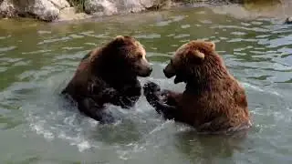Two Bears Playing in Water | Relaxing Wildlife video 