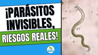 ¿Cómo afectan a tu mascota los parásitos internos?