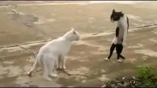 gatto che si diventa un ninja! funny ninja cat