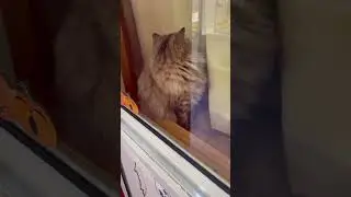 challengerscat