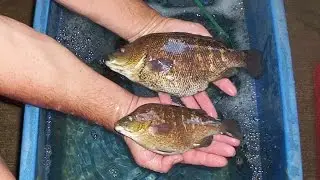 Catching and breeding coal grunter