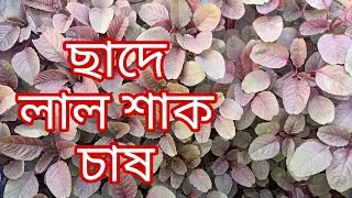 ছাদে লাল শাক চাষ | Cultivation Of Red Leafy / Red Celery On The Roof Garden | Home & Hobbies
