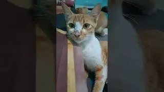 time to play #cat #kitten #kittenlove #cutecats