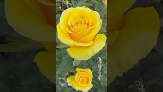 Yellow flowers and beautiful garden #flowers #beautifulnature