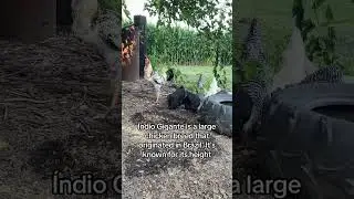 Meet Big Joe: The Unique Indio Gigante Rooster