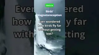 Bird Compass